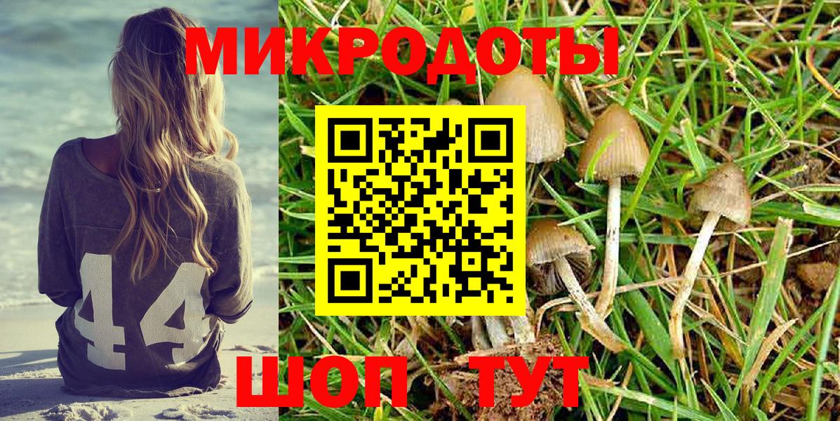 Галлюциногенные грибы Psilocybine cubensis Минусинск